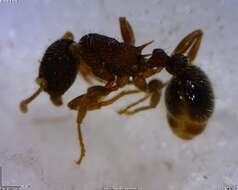 Image of Myrmica AF-smi