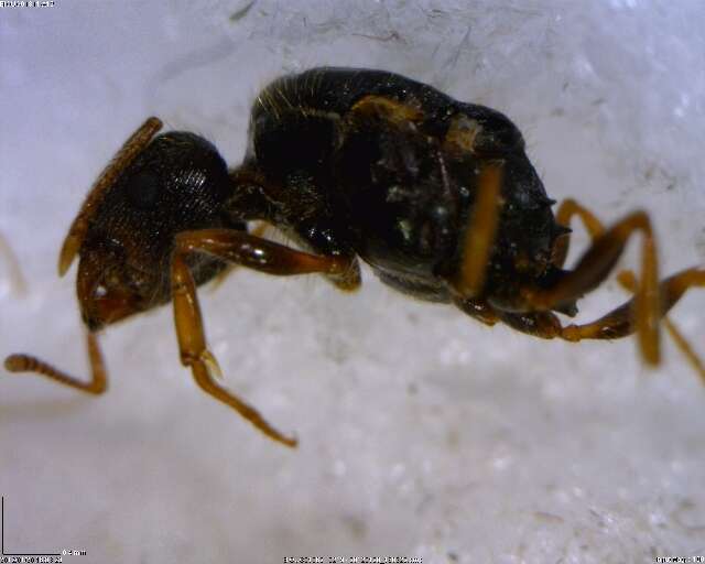 Image of Tetramorium caespitum (Linnaeus 1758)