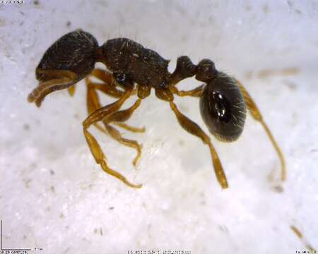 Image of Tetramorium caespitum (Linnaeus 1758)