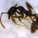 Image of Aphaenogaster rudis