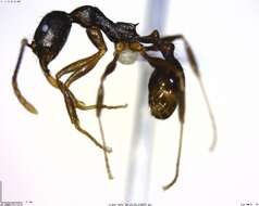 Image of Aphaenogaster rudis