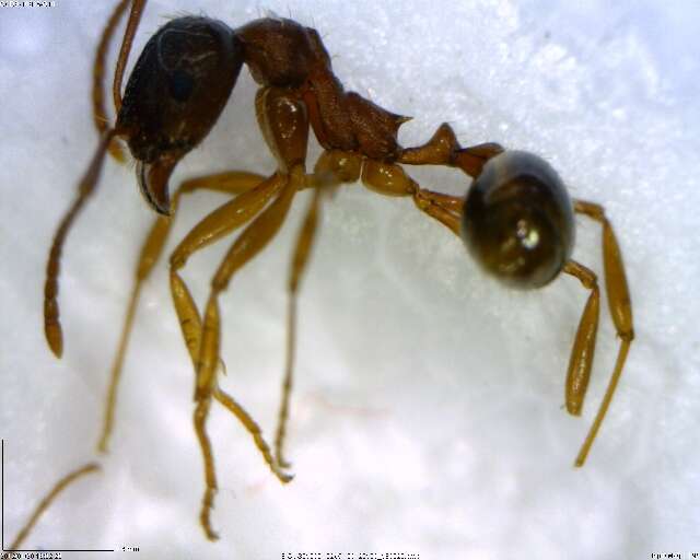 Image of Aphaenogaster rudis