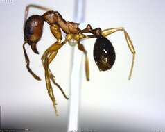 Image of Aphaenogaster rudis