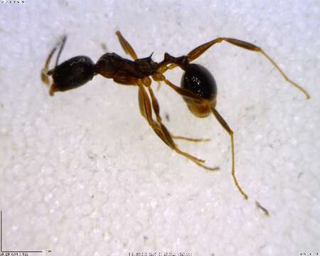 Image of Aphaenogaster rudis