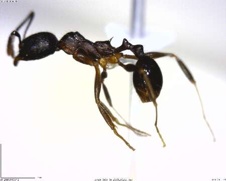 Image of Aphaenogaster rudis