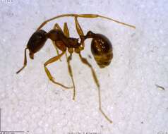 Image of Aphaenogaster rudis