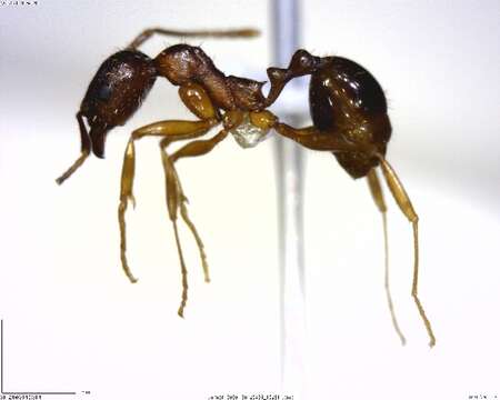 Image of Aphaenogaster rudis