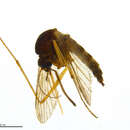 صورة Aedes intrudens Dyar 1919