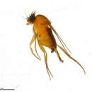 Image of Megaselia pulicaria (Fallen 1823)
