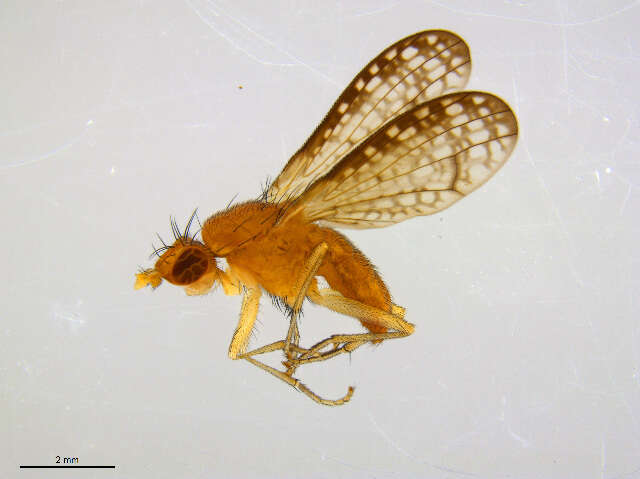 Image of Trypetoptera canadensis (Macquart 1843)