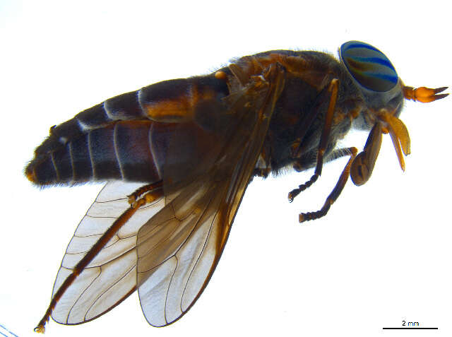 صورة Hybomitra sodalis (Williston 1887)