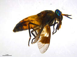 Image of Chrysops excitans Walker 1850