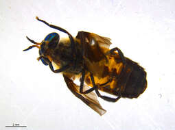 Image of Chrysops excitans Walker 1850