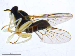 Image of xylomyid flies