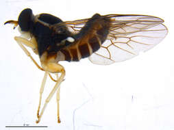 Image of xylomyid flies