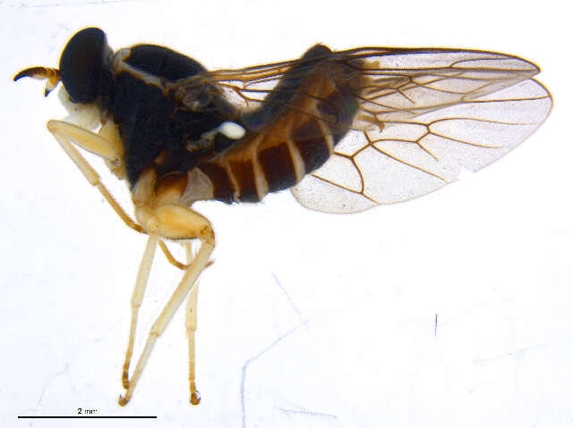 Image of xylomyid flies