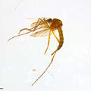 صورة Aedes implicatus Vockeroth 1954