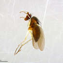 Image of Gymnopternus nigricomus Robinson 1964