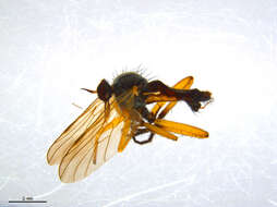 Image of Rhamphomyia