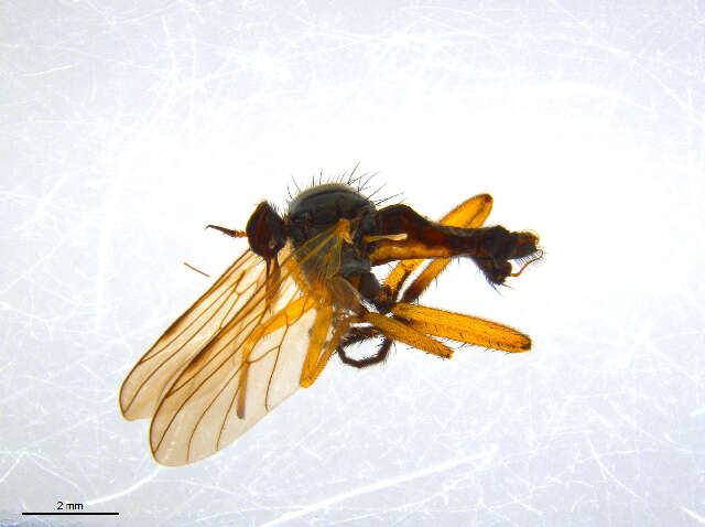 Image of Rhamphomyia