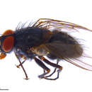 Image of <i>Phaonia luteva</i>