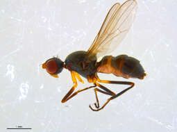 Image of Themira annulipes (Meigen 1826)