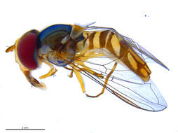 Image of Common Oblique Syrphid