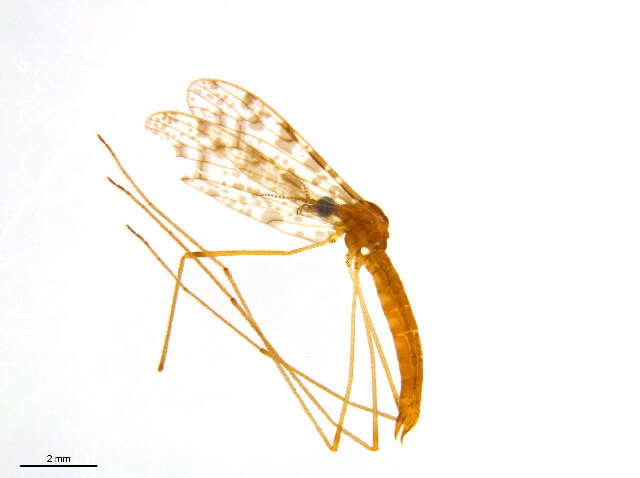 Image of Rhipidia (Rhipidia) maculata Meigen 1818