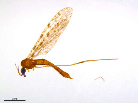 Image of Rhipidia (Rhipidia) maculata Meigen 1818