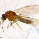 Image of Culicoides obsoletus