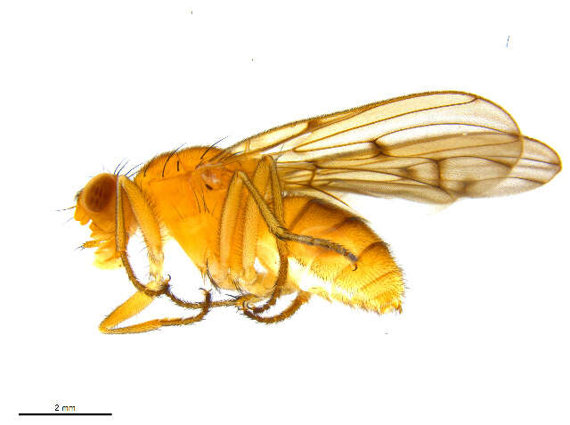 Image de Dryomyzidae