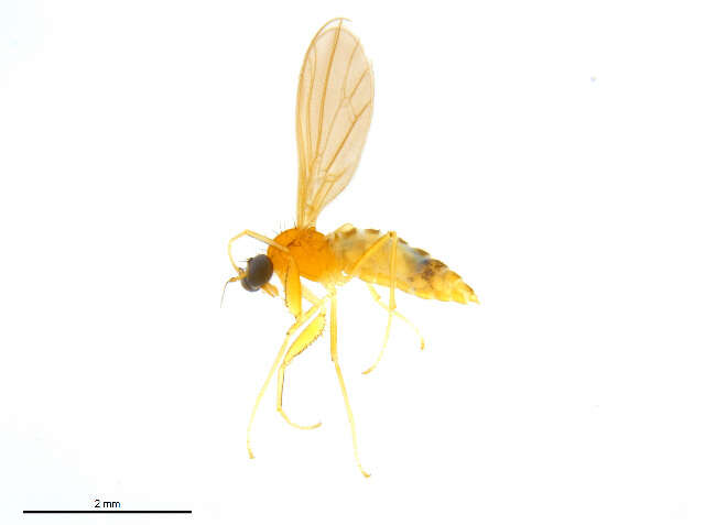 Image of Chelipoda truncata MacDonald 1993