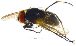 Image of Hydrotaea militaris (Meigen 1826)