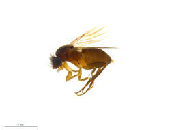 Image of Megaselia lucifrons (Schmitz 1918)