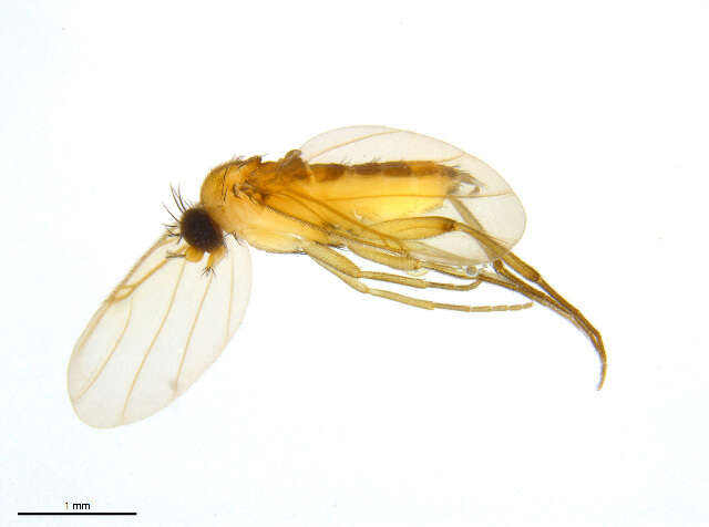 Image de Lecanocerus compressiceps Borgmeier 1962