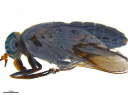 صورة Hybomitra sodalis (Williston 1887)