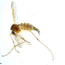 Sivun Aedes churchillensis Ellis & Brust 1973 kuva