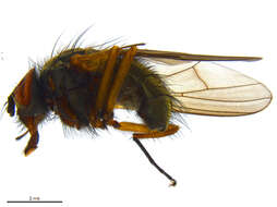 Image of Thricops albibasalis (Zetterstedt 1849)