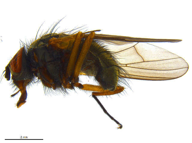 Image of Thricops albibasalis (Zetterstedt 1849)