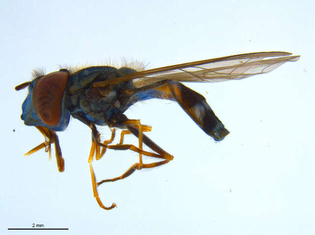 Image of Platycheirus obscurus (Say 1824)