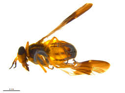 Image of Chrysops vittatus Wiedemann 1821