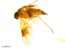 Image of Chrysopilus quadratus (Say 1823)