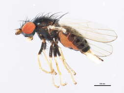 Image of Chamaemyia