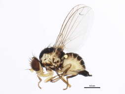 Image of Liriomyza asclepiadis Spencer 1969