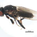 Apteromyia resmi