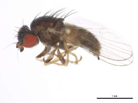Image of Chamaemyia