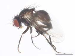 Image of Nemorimyza posticata (Meigen 1830)