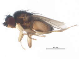 Image of Pullimosina pullula (Zetterstedt 1847)