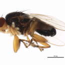 Image of Spelobia ochripes (Meigen 1830)