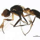 Image of Black scavenger fly